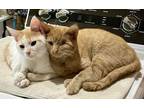 Adopt Patrick & Plankton a Orange or Red Tabby Domestic Shorthair (short coat)