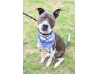 Adopt CAPTAIN a Black Staffordshire Bull Terrier / Mixed dog in Murfreesboro