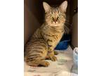 Adopt Sassy a Domestic Shorthair / Mixed (short coat) cat in Blountville