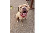 Adopt Fawn a American Staffordshire Terrier / Mixed dog in Cottonwood