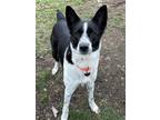 Adopt Atlas a Border Collie / Mixed Breed (Medium) / Mixed dog in Warren
