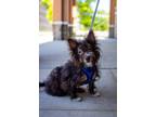 Adopt Gordon a Terrier (Unknown Type, Small) / Chinese Crested / Mixed dog in