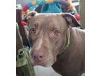 Adopt Mila a American Staffordshire Terrier / Mixed dog in Sun Prairie