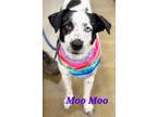 Adopt Moo Moo a Australian Shepherd / Mixed dog in Sun Prairie, WI (41136121)