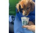Adopt Phillip Papaya a Tan/Yellow/Fawn Dachshund dog in Lutz, FL (41132827)