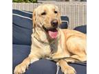 Adopt Marley a Tan/Yellow/Fawn Labrador Retriever / Golden Retriever dog in