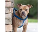 Adopt DEENO a Tan/Yellow/Fawn American Staffordshire Terrier dog in Banning