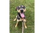 Adopt Chip a Black - with Tan, Yellow or Fawn Miniature Pinscher dog in Grand