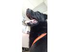 Adopt Chandler a Affenpinscher / Mixed dog in Henderson, KY (41131529)
