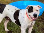 Adopt Nova a American Staffordshire Terrier / Mixed dog in Darlington