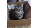 Adopt Lace a Domestic Shorthair / Mixed (short coat) cat in Fond du Lac