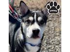 Adopt Zep a Black American Pit Bull Terrier / Mixed Breed (Medium) / Mixed