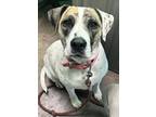 Adopt Capri a White Boxer / Bernese Mountain Dog / Mixed (short coat) dog in