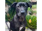 Adopt Arden (Flora Pup) a Black Labrador Retriever / Terrier (Unknown Type