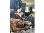 Adopt Marvel a Brindle Mastiff / Mixed Breed (Large) / Mixed dog in San Antonio