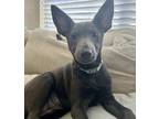 Adopt Annie a Gray/Blue/Silver/Salt & Pepper Australian Kelpie / Rat Terrier /