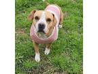 Adopt Karli a Tan/Yellow/Fawn Beagle / Terrier (Unknown Type