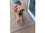 Adopt MISS KARMA a Tan/Yellow/Fawn Shepherd (Unknown Type) / Mixed Breed