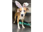 Adopt Buckley a Black Shepherd (Unknown Type) / American Pit Bull Terrier /