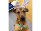 Adopt DUKE BOY a Brindle Shepherd (Unknown Type) / Mixed Breed (Medium) / Mixed