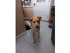 Adopt Darlin Danica a Tan/Yellow/Fawn Labrador Retriever / Mixed Breed (Medium)