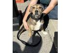 Adopt Bee a Tan/Yellow/Fawn - with White Feist / Husky / Mixed dog in