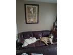 Adopt Ellie a White - with Red, Golden, Orange or Chestnut Great Pyrenees /