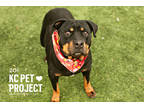Adopt Zoi a Black Rottweiler / Mixed Breed (Medium) / Mixed (short coat) dog in