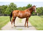 Adopt Harlem a Chestnut/Sorrel Saddlebred horse in Nicholasville, KY (41135056)