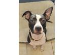 Adopt Hanna a Black - with White Labrador Retriever / Pit Bull Terrier / Mixed