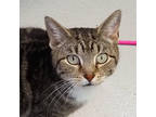 Adopt Kiraz a Brown Tabby Domestic Shorthair / Mixed Breed (Medium) / Mixed