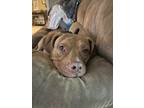 Adopt Valor a Brindle American Staffordshire Terrier / American Pit Bull Terrier