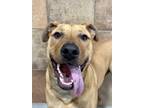 Adopt Mango a Brown/Chocolate American Pit Bull Terrier / Labrador Retriever /