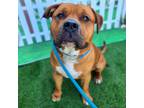 Adopt Chef a Red/Golden/Orange/Chestnut - with White Bullmastiff / Mixed dog in