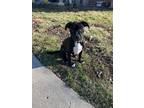 Adopt Bowser a Black - with White American Pit Bull Terrier / Mixed dog in