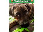 Adopt Jordache a Brindle Boxer / Mixed Breed (Medium) / Mixed (short coat) dog