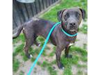 Adopt Minnie a Black Staffordshire Bull Terrier / Dachshund / Mixed dog in Costa