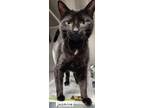 Adopt Jasmine a All Black Domestic Shorthair / Mixed Breed (Medium) / Mixed