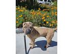 Adopt Luna (CA) a Tan/Yellow/Fawn Shar Pei / Mixed dog in Lake Forest