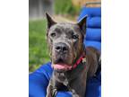 Adopt Amira a Gray/Blue/Silver/Salt & Pepper Cane Corso / Mixed dog in Citrus