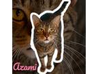 Adopt Azami a Domestic Shorthair / Mixed (short coat) cat in Nashville