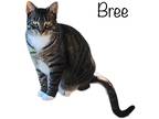 Adopt Bree a Domestic Shorthair / Mixed (short coat) cat in Nashville