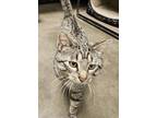 Adopt Barnaby a Gray, Blue or Silver Tabby Domestic Shorthair / Mixed Breed