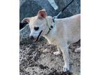 Adopt Nuvia a Dachshund / Mixed dog in Weston, FL (40719945)