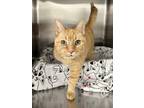 Adopt Alina a Orange or Red Domestic Shorthair / Mixed Breed (Medium) / Mixed