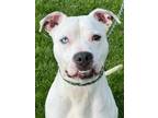 Adopt Robert a White American Pit Bull Terrier / Mixed Breed (Medium) / Mixed