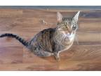 Adopt BEAR - Offered by Owner - Family Cat a Brown Tabby British Shorthair /