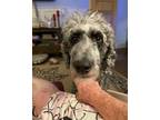 Adopt Sheba a Gray/Blue/Silver/Salt & Pepper Standard Poodle / Mixed dog in