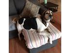 Adopt Bubba a Tricolor (Tan/Brown & Black & White) Treeing Walker Coonhound /