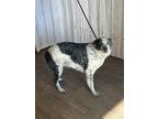 Adopt Isabella a White - with Black Blue Heeler / Mixed dog in Opelousas